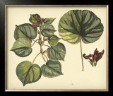 Antique Mangrove Tree Posters by Sir Hans Sloane