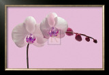 Orchid Radiance II Posters por Katja Marzahn Orchid Radiance II Posters por Katja Marzahn