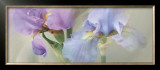 Iris XXII Prints by Huntington Witherill