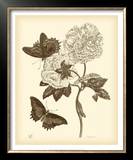 Nature Study in Sepia IV Prints by Maria S. Merian