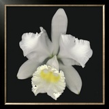 Cattleya Art by Harold Feinstein