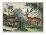 Four Types of Deer: Fallow Deer, Roe Deer (Male and Female), and Antelope Giclee Print Four Types of Deer: Fallow Deer, Roe Deer (Male and Female), and Antelope Giclee Print