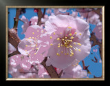 Japanese Cherry Blossom Prints by Yuki Hearn