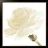 Carnation I Posters by George Fossey