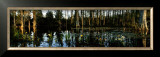 Cypress Gardens Print by Alain Le Toquin