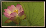 Lotus Prints by Robin Constable Hanson