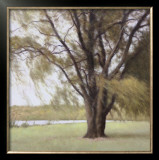 Lakeside Trees II Prints by John Folchi