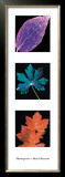 Photograms Poster by Hazel Barrett