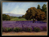 Lavender Fields Art by Susan Hoehn