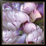 Pivoines, 2008 Print by Anne Montiel