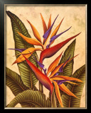 Tropical Bird of Paradise Posters by Dianne Krumel