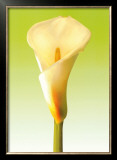 Green Callas Trilogy II Posters by Inka Vogel