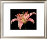 Dream Lilies II Prints by Renee Stramel