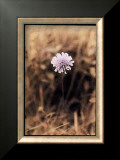 Wildflower I Print by Troy Kendal