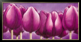 Sleeping Tulips Prints by Alicia Sloan