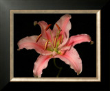 Dream Lilies III Prints by Renee Stramel