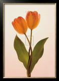 Transparent Beauty II Posters por Katja Marzahn Transparent Beauty II Posters por Katja Marzahn
