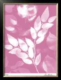 Flower Shadow VI Limited Edition Framed Print by Lois Bender