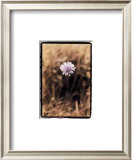 Wildflower I Prints by Troy Kendal