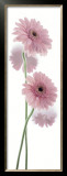 Gerbera Hybrida Prints by Richard Fischer