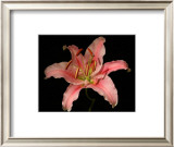 Dream Lilies III Print by Renee Stramel