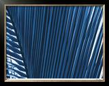 Tropical Zen II Limited Edition Framed Print by Lilli Farrell