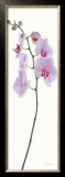 Pink Orchid Posters por Katja Marzahn Pink Orchid Posters por Katja Marzahn
