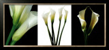 White Callas Prints by Helvio Faria