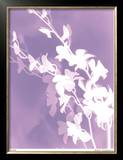 Flower Shadow V Limited Edition Framed Print by Lois Bender