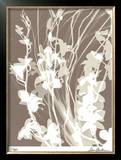 Flower Shadow I Limited Edition Framed Print by Lois Bender