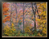 Trees in a Field Prints by Joseph Holmes