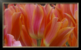 Tulips Posters by Robin Constable Hanson