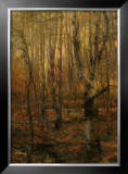 Into The Forest I Limited Edition Framed Print by Jennie Tomao