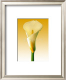 Beauty Prints by Inka Vogel