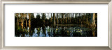 Cypress Gardens Prints by Alain Le Toquin