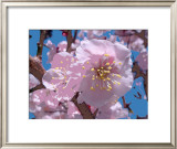 Japanese Cherry Blossom Posters by Yuki Hearn