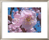 Japanese Cherry Blossom Prints by Yuki Hearn