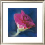 Summer Colours II Prints by Antony Sweet