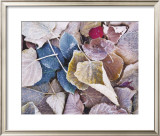 Fallen Rose Petal Prints by Bob Hills