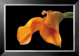 Double Orange Calla Posters por Amalia Veralli Double Orange Calla Posters por Amalia Veralli