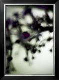 Vegetal / 4218, 2008 Prints by Laetizia Bazzoni