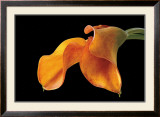 Double Orange Calla Arte por Amalia Veralli Double Orange Calla Arte por Amalia Veralli