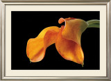 Double Orange Calla Poster por Amalia Veralli Double Orange Calla Poster por Amalia Veralli