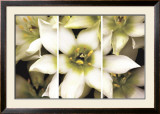 Star of Bethlehem Triptych Prints by Andrew Levine