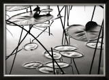 Lily Pads at Dusk Posters by David Gray