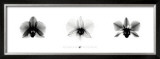 X-Ray Orchid Triptych Posters by Bert Meyers