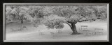 Lakeside Park Prints by Gomes 