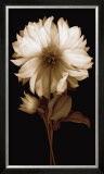 Dahlia II Posters by Caroline Kelly
