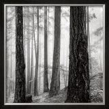 Capilano Forest Print by Lsh 
