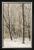 Woodland Snow II Poster by Adam Brock